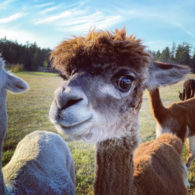 Pack out to see Alpacas