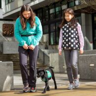 Raising puppy for service