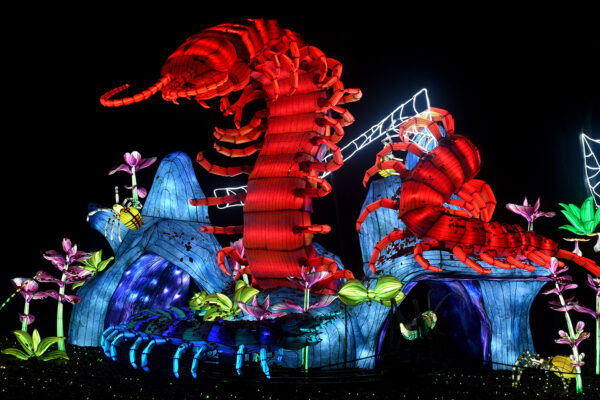 Large illuminated centipede lantern winding along the path at WildLanterns at Woodland Park Zoo.