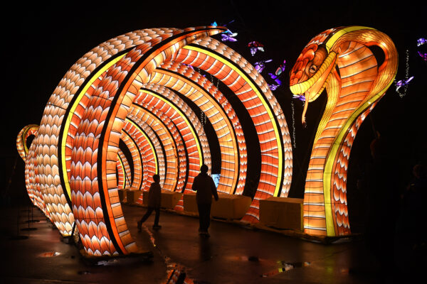 illuminated cobra tunnel at WildLanterns, surrounded by glowing scales and vibrant colors.