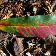 A close-up of a brightly colored autumn leaf showing shades of red, orange, and yellow.