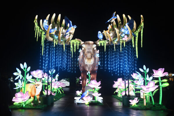 Large illuminated moose lantern greeting visitors just inside the entrance at WildLanterns at Woodland Park Zoo.