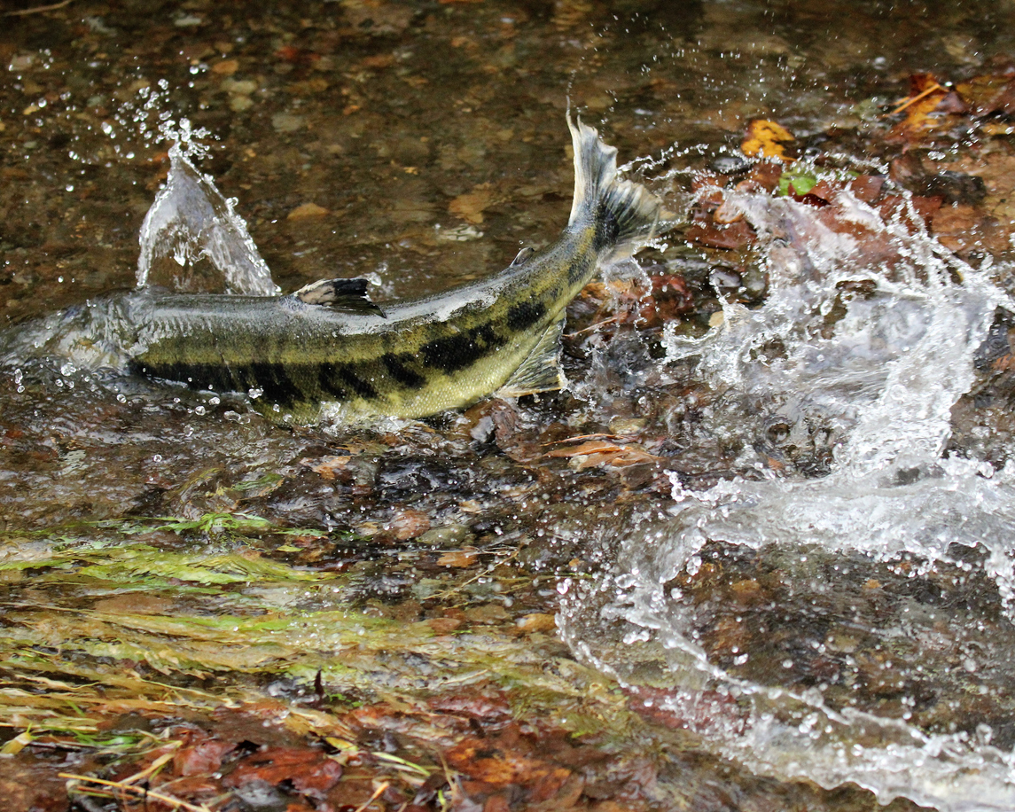 Carkeek Park: chum salmon splashing in stream