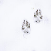 winter animal tracking