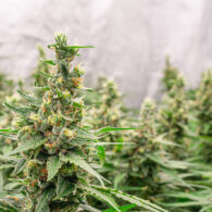 Premium cannabis plants for harvest in a greenhouse. Commercial cannabis cultivation. Cannabis cultivation for medical and commercial purposes