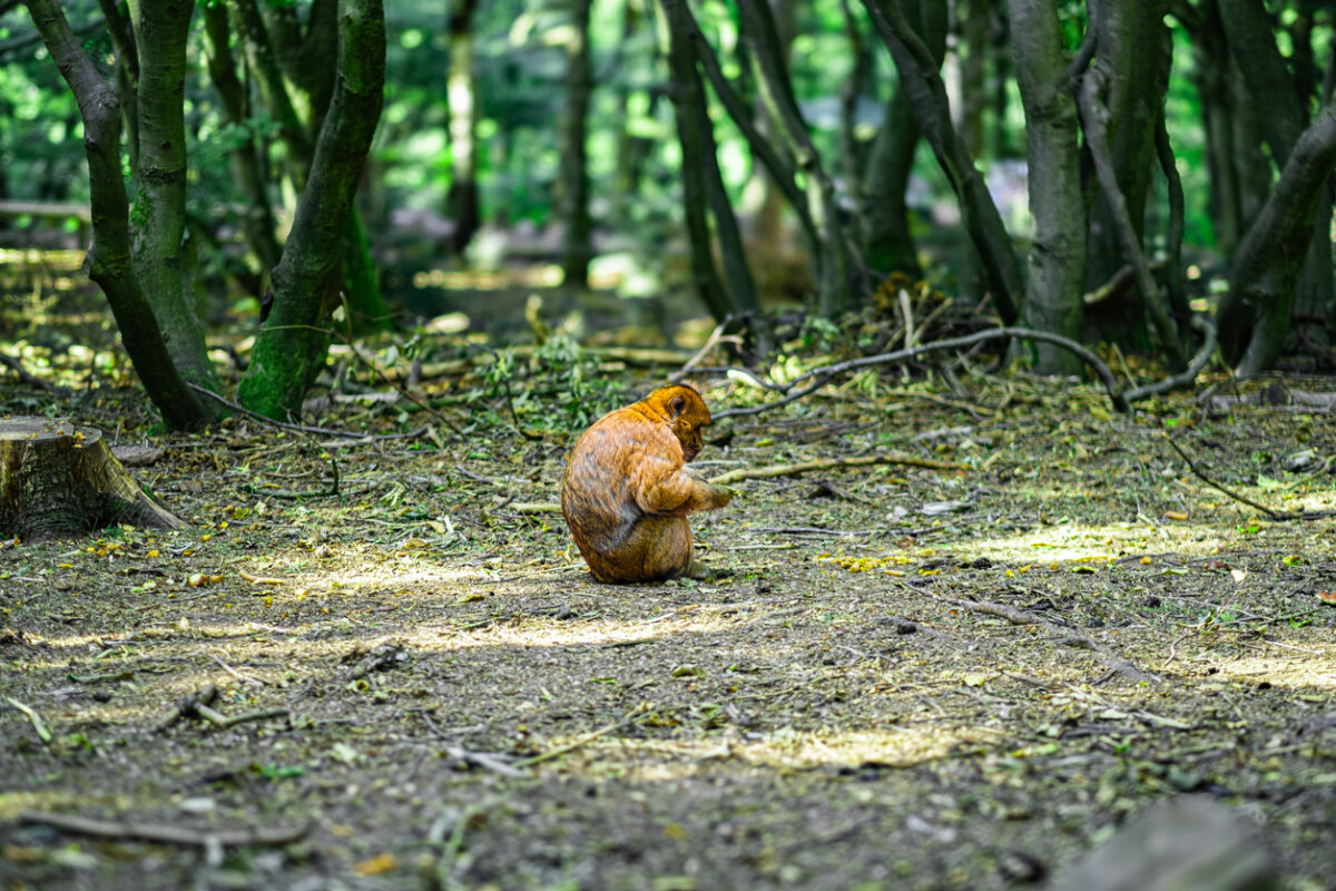 Solitary Orangutan Sitting in a Peaceful Forest Setting Captured During a Sunny Day