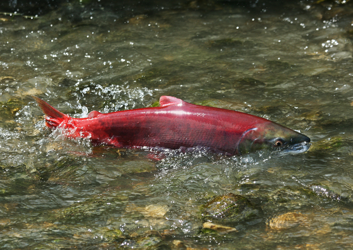 Sockeye salmon navigating rocks in Piper’s Creek at Carkeek Park, Seattle.