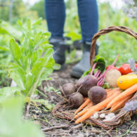 An assortment of freshly picked organic vegetables in a trug basket on an idyllic English allotment with person wearing boots in background.