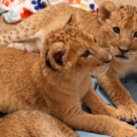 African lion cubs