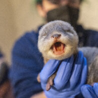 Point Defiance Zoo baby otter