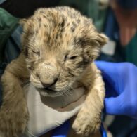 lion cubs born at Woodland Park Zoo baby