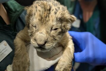 lion cubs born at Woodland Park Zoo baby