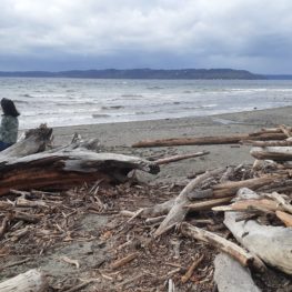 Saltwater State Park beach in Des Moines, Washington, with gray sky and calm Puget Sound shoreline in late fall