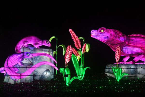 Illuminated skink and sailfin lizard lanterns perched among glowing foliage at WildLanterns at Woodland Park Zoo.