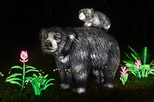 Illuminated sloth bear lantern carrying a cub on its back at WildLanterns at Woodland Park Zoo.