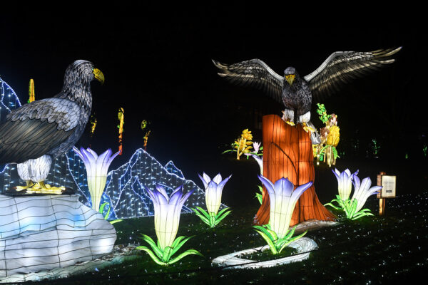 Illuminated Steller’s sea eagle lanterns with outstretched wings at WildLanterns at Woodland Park Zoo.