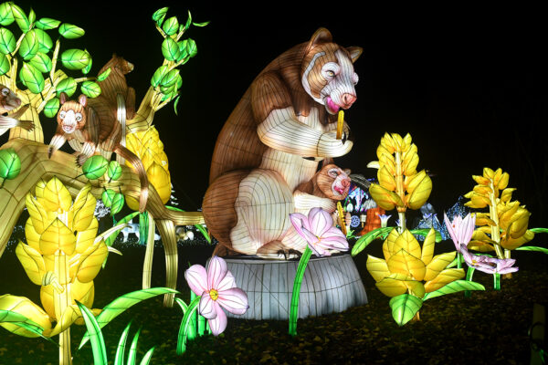 Illuminated tree kangaroo lanterns outside the future Forest Trailhead exhibit at Woodland Park Zoo, opening May 2026.