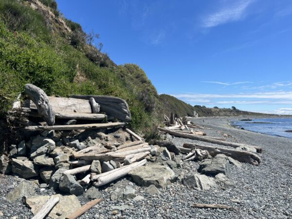 Driftwood on a rocky beach, water in the distance against bright blue sky