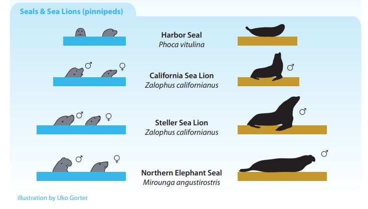 While whale watching keep an eye out for other marine life