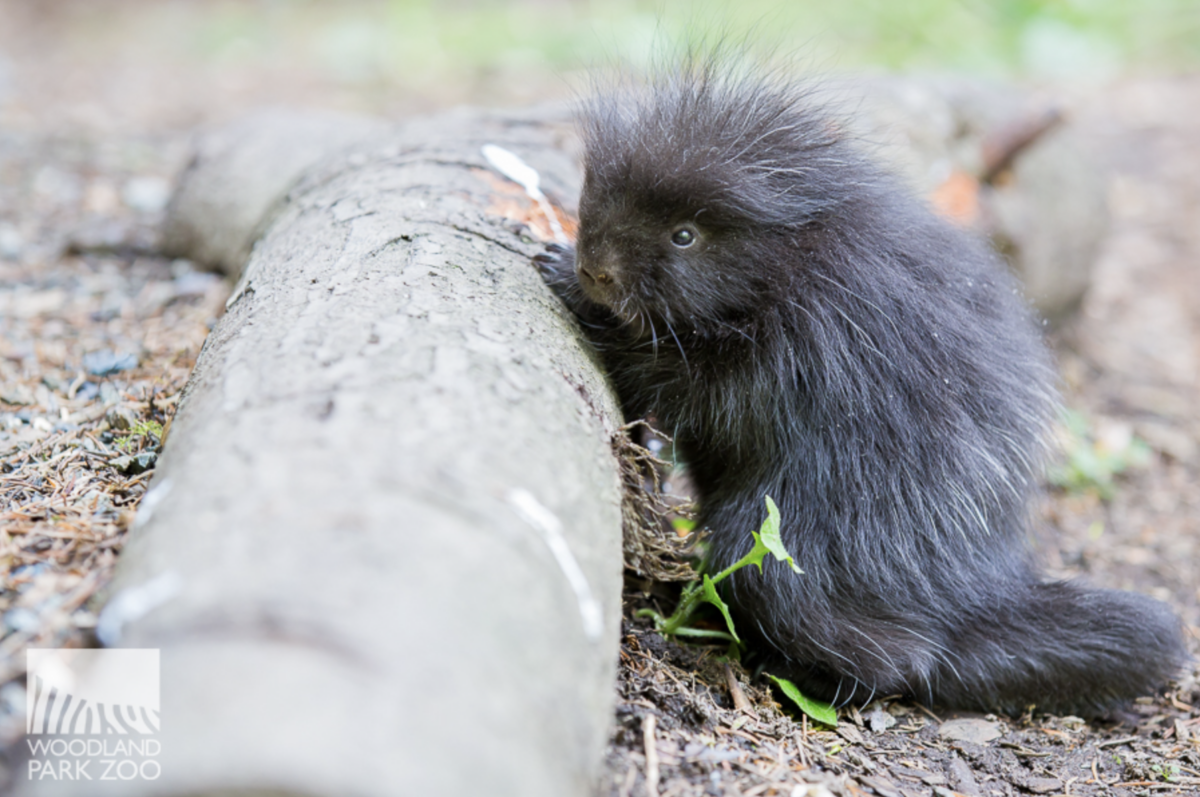 A baby African crested porcupine born at Woodland Park Zoo in 2016, covered in soft quills.